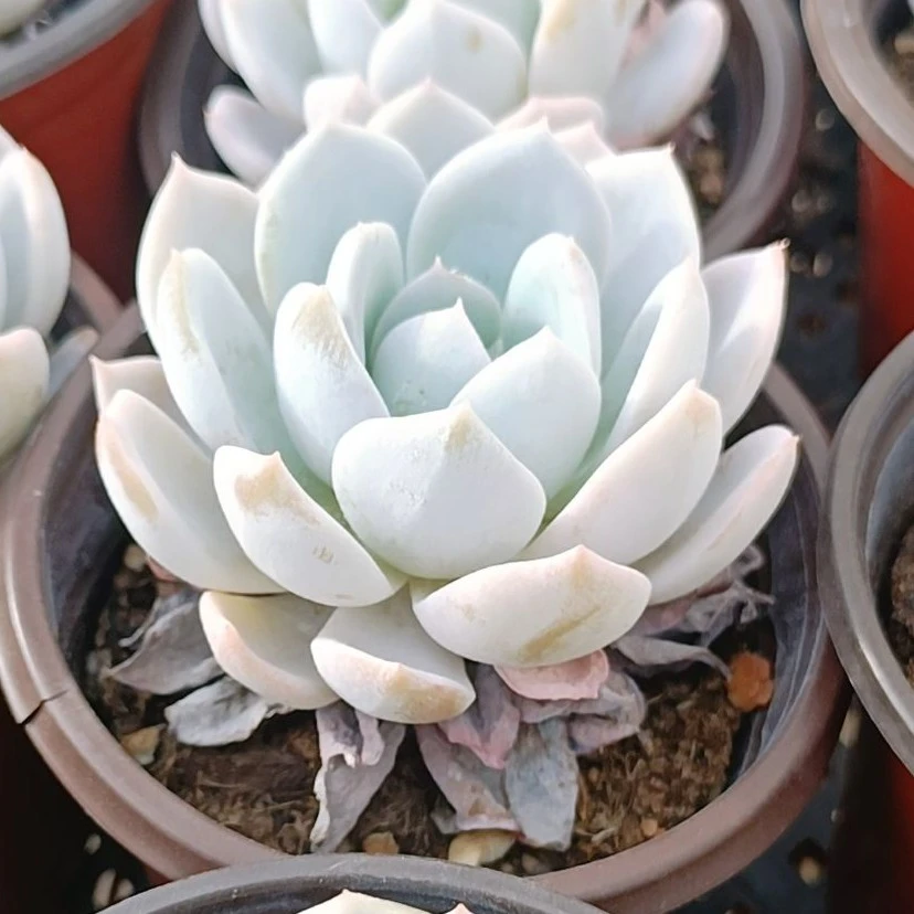 【满9.9包邮】白茶8㎝圆盆多肉植物以直播间展示为主