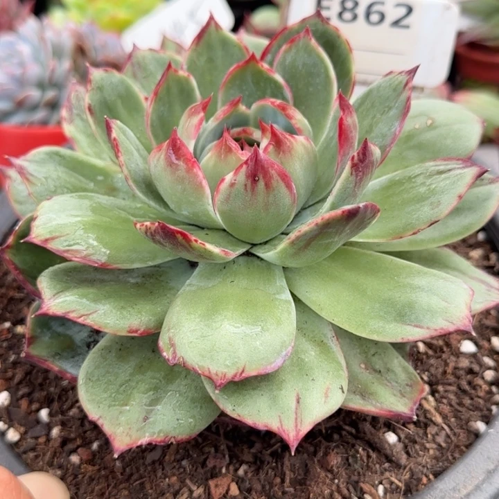 惊鸿一物一拍包装收缩花旱862