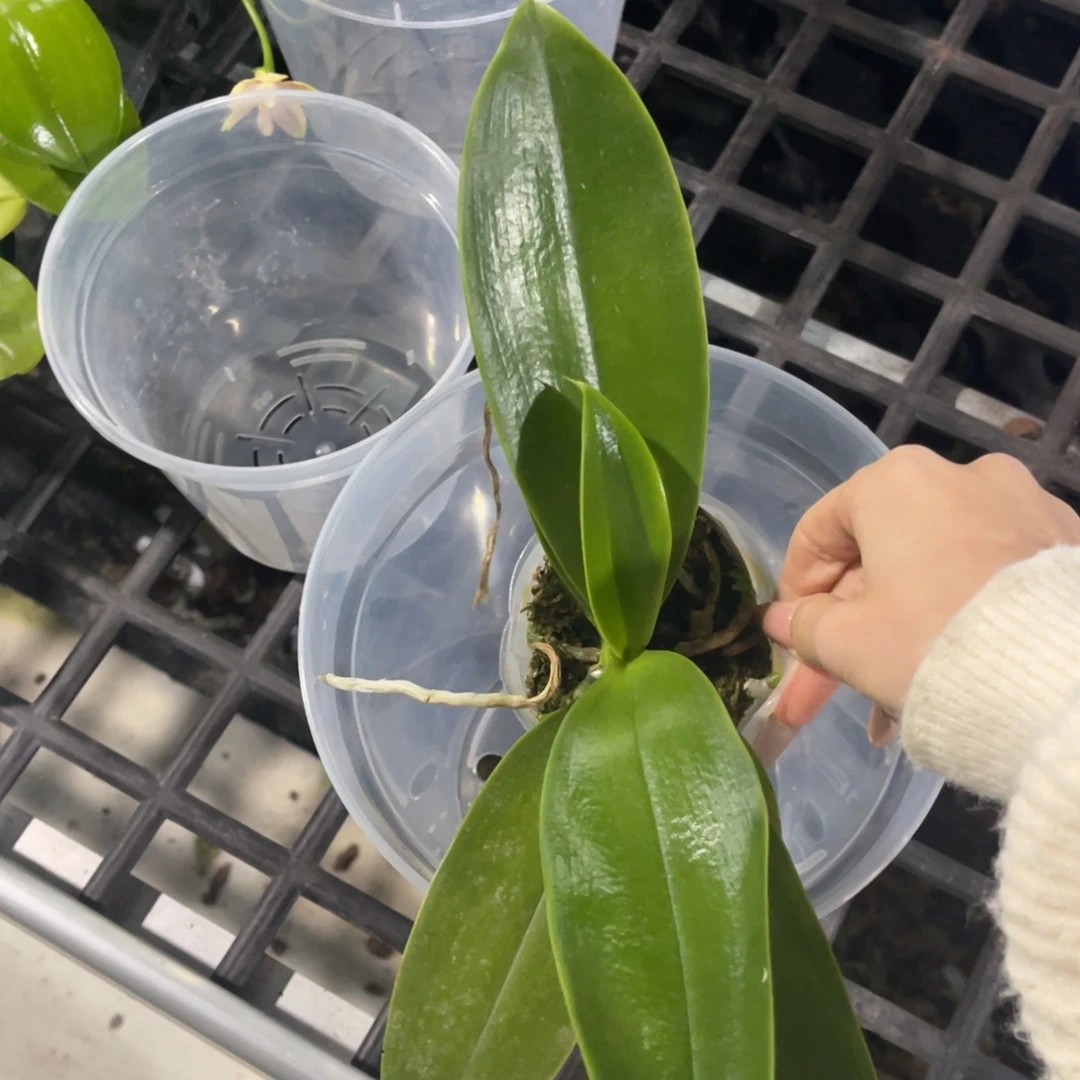 完全开放蝴蝶兰蝴蝶兰