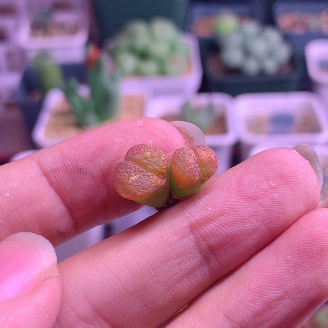 B820风铃植物一物一拍