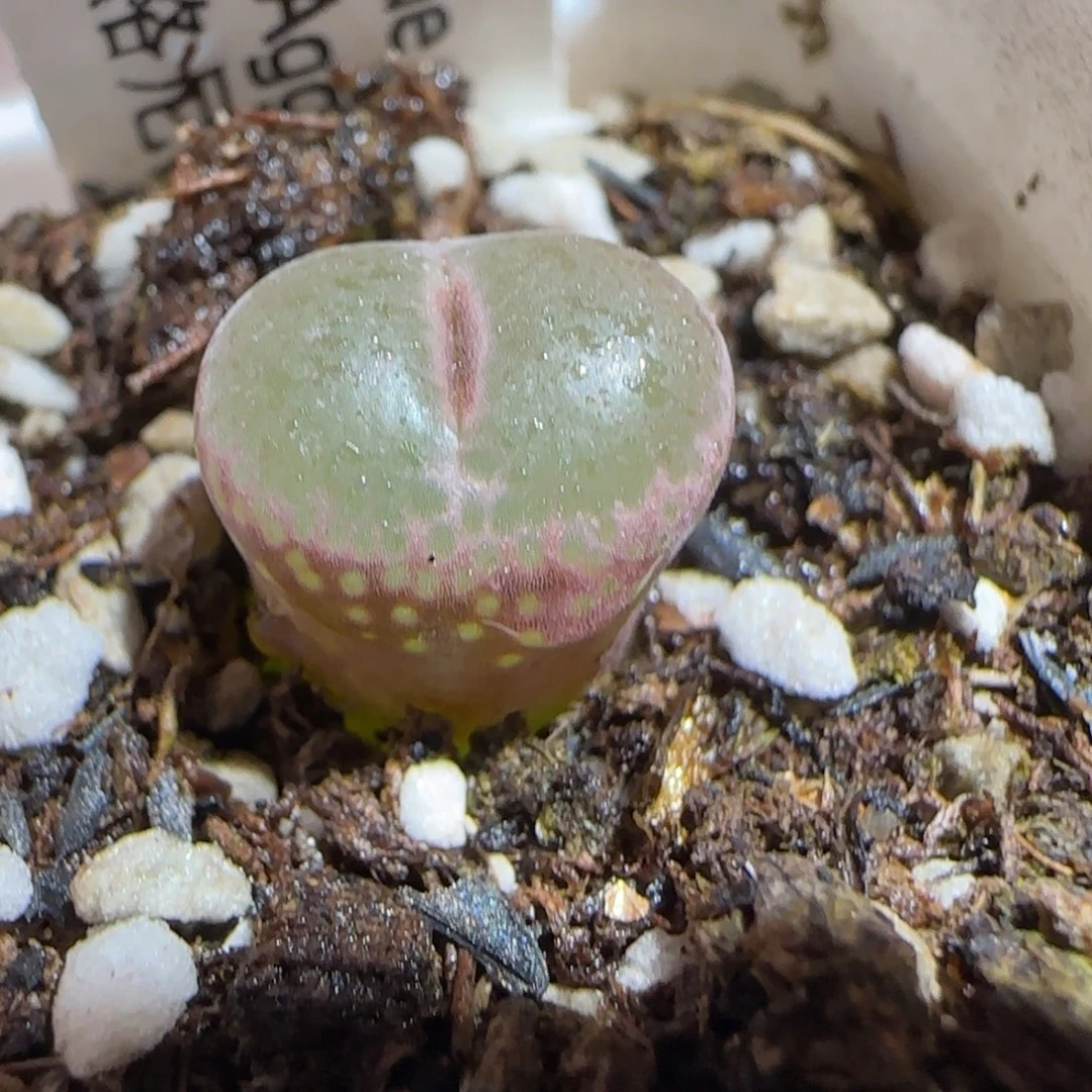 肉锥多肉植物组合-安格488