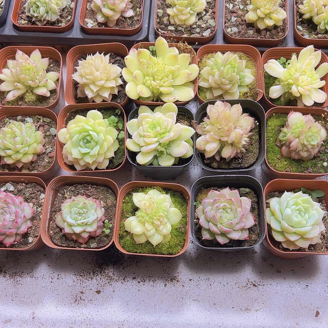 优选麦杆女王3群3单带盆带土