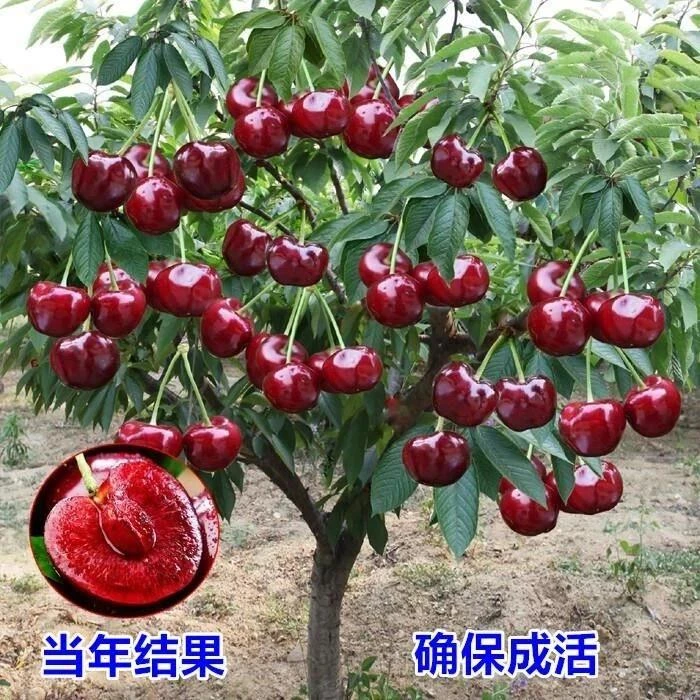车厘子树苗樱桃树苖特大樱桃树南北方种植当年结果矮化水果树果苗
