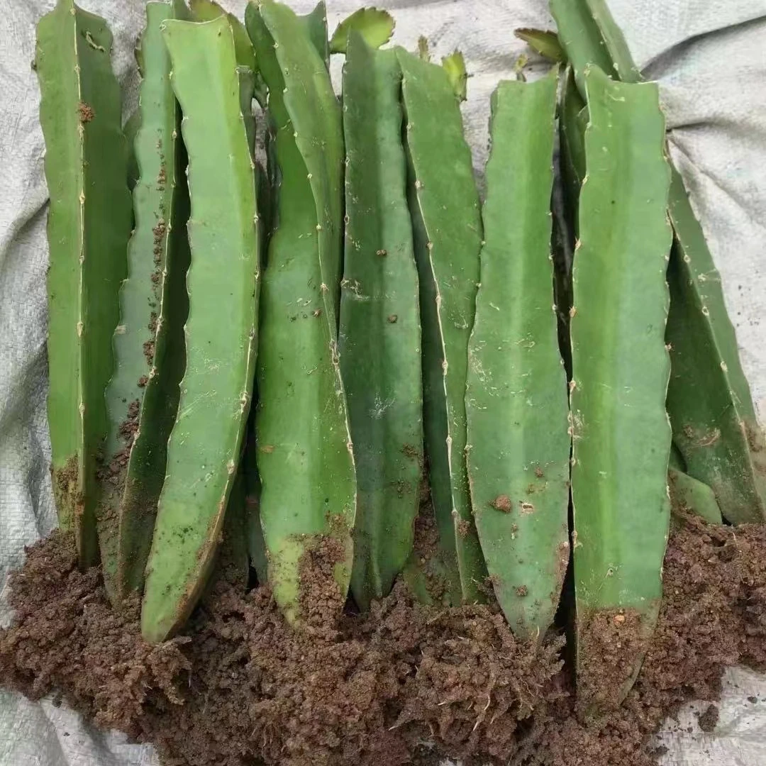 红心火龙果树苗耐热耐寒大果新鲜南北方四季种植阳台盆栽火龙果苗