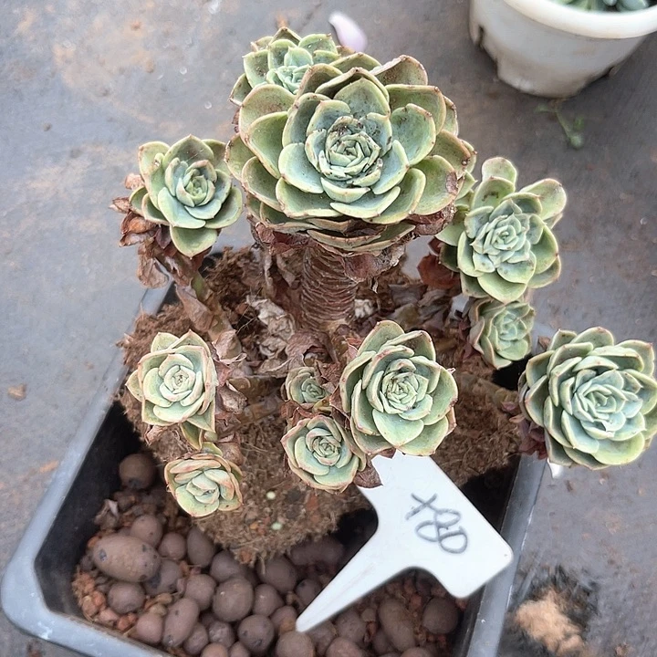 晨语多肉，一组自拍哈密瓜80