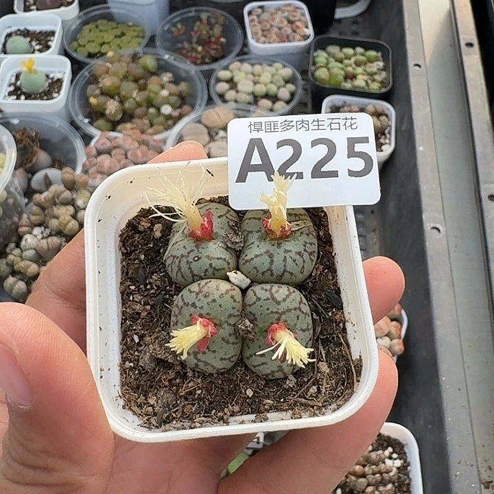 225多肉植物多肉植物