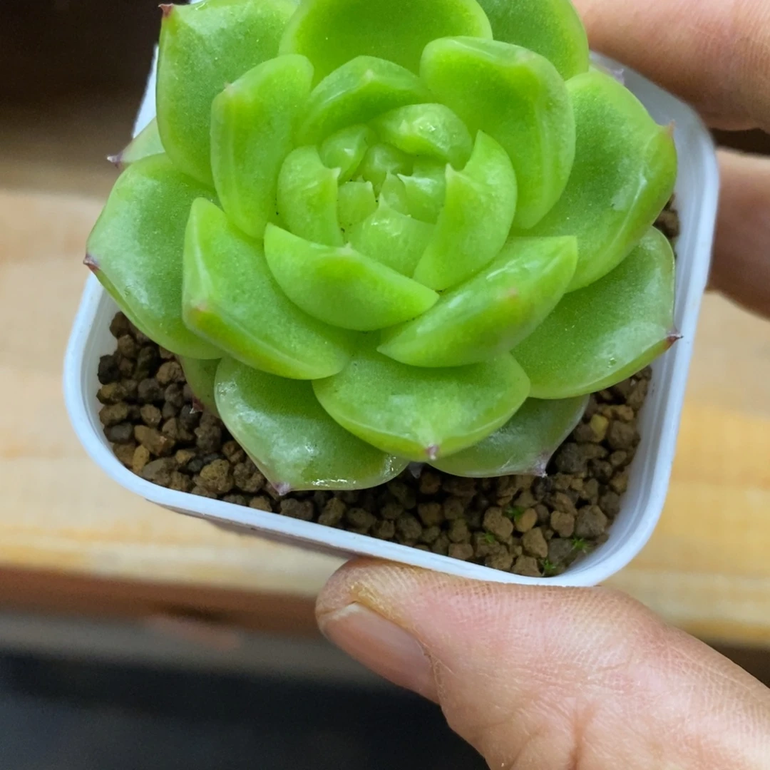 精品多肉一物一拍不包整80