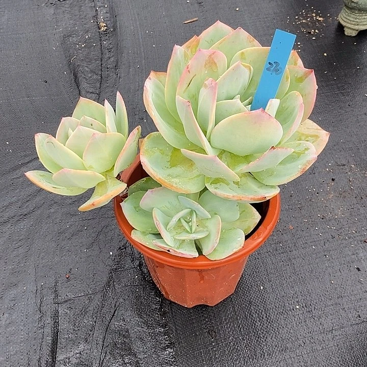 语*蝶270多肉植物老桩