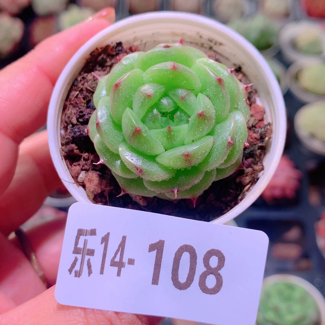 乐然14-108 新品单头