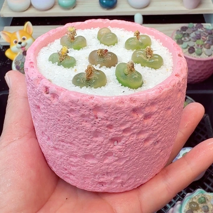 8016零下地区记得拍保温箱