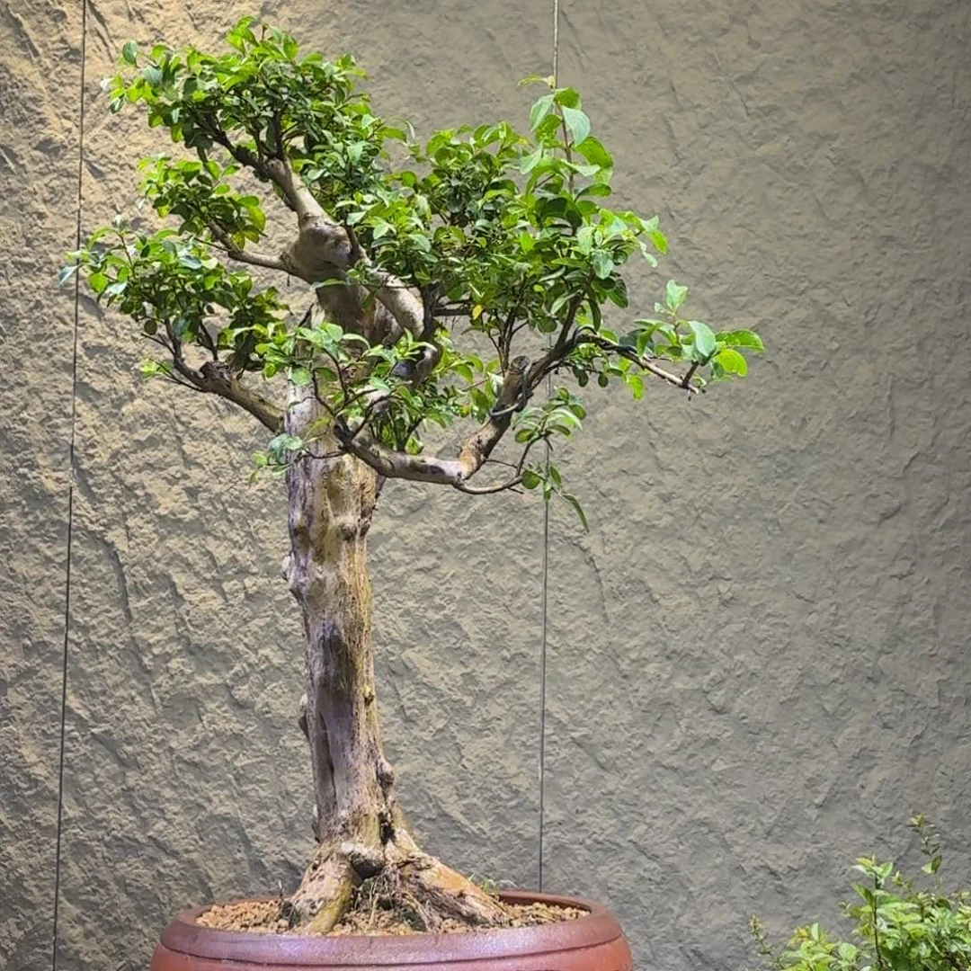 人***情无花朵红花紫薇一物一拍