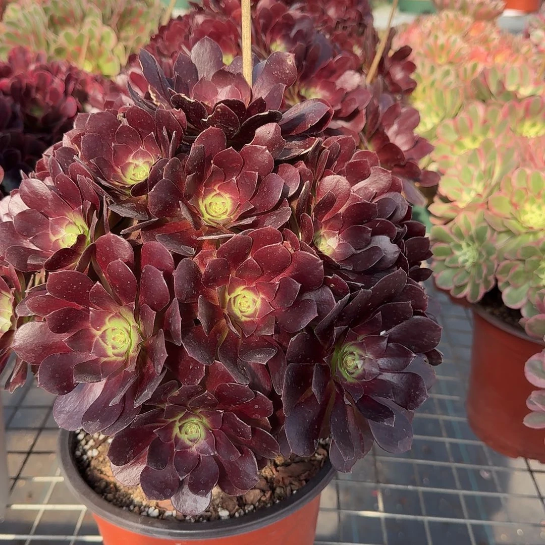 赤焰连法师多肉美美美224