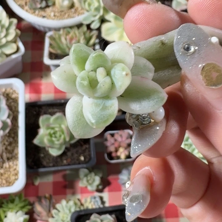 下播福利好看好看好看