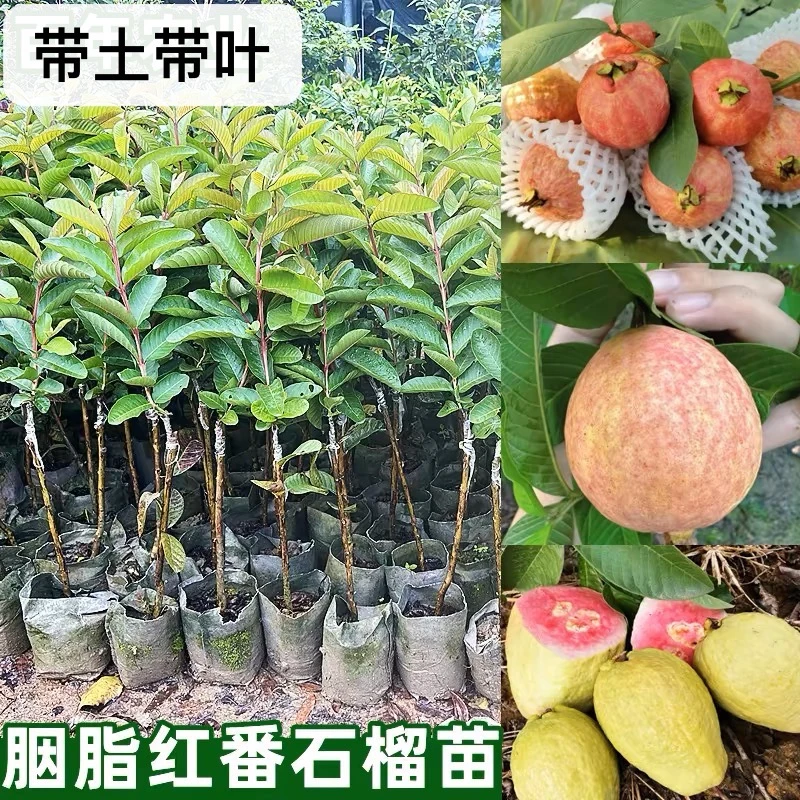 胭脂红番石榴苗带土带叶