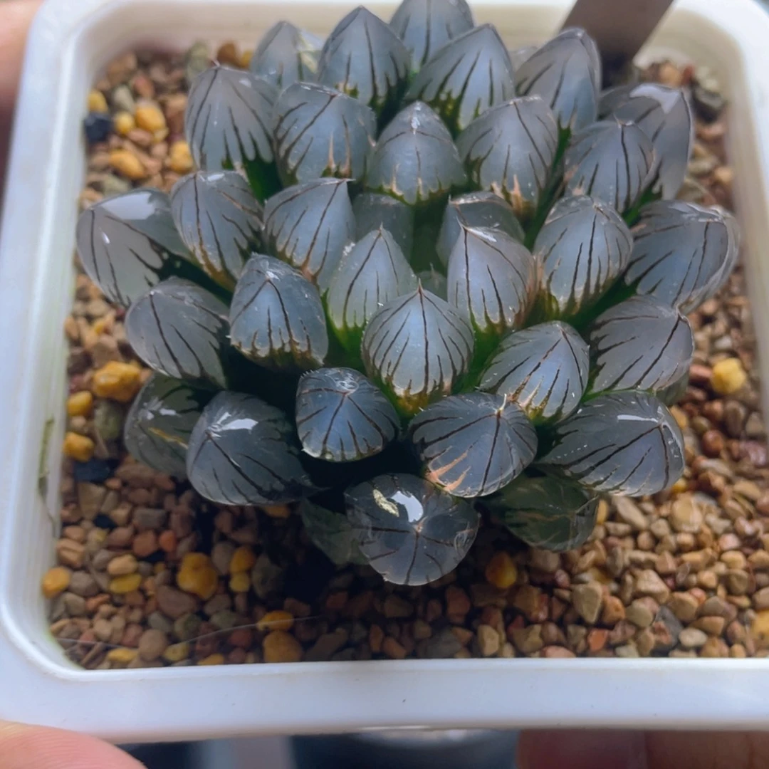 21.十二卷霓虹灯玉露锦。