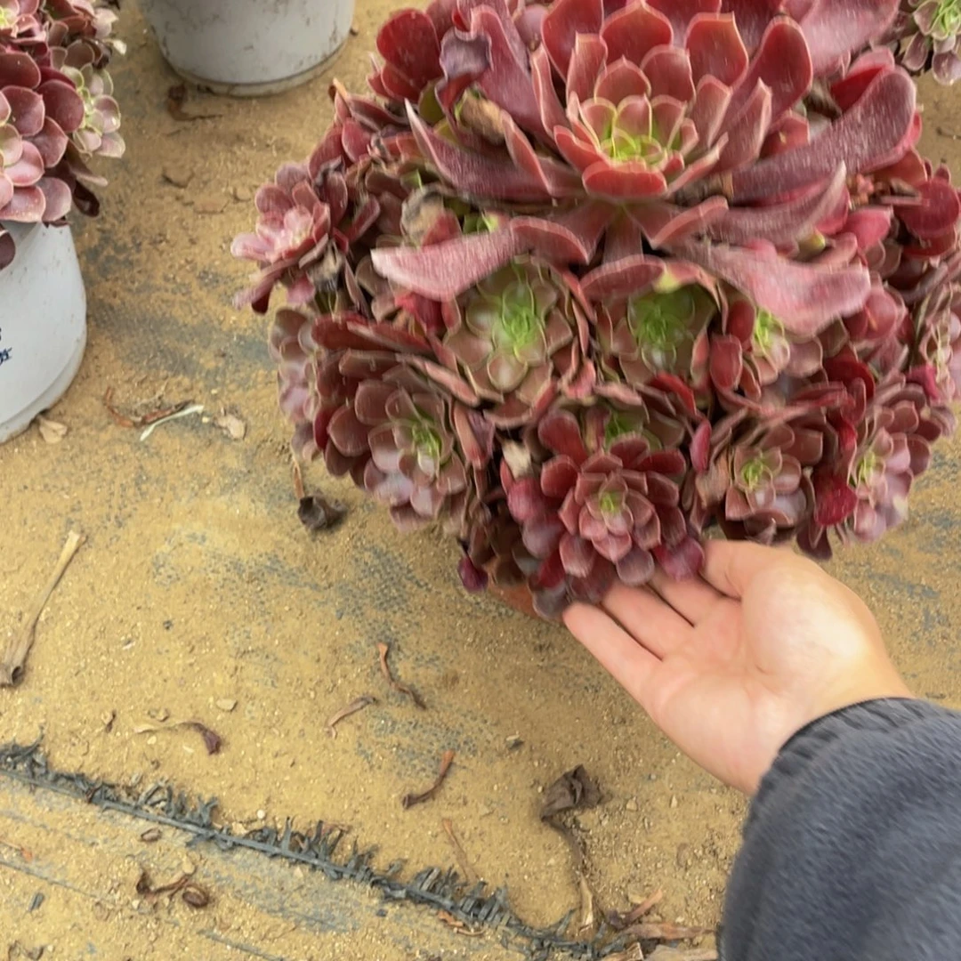 181欧紫法师多肉断枝不包