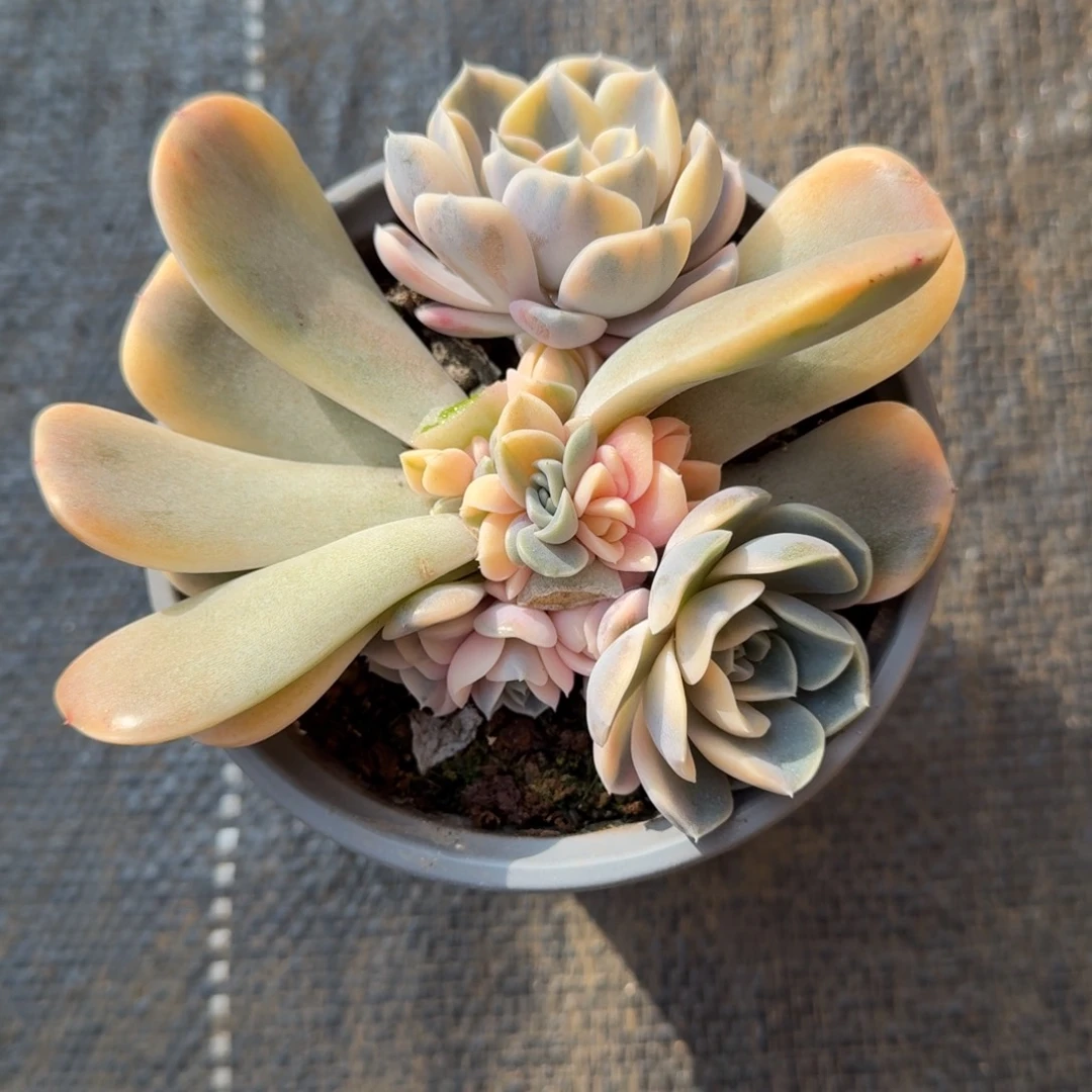 汉堡锦底座锦上园艺一物一拍