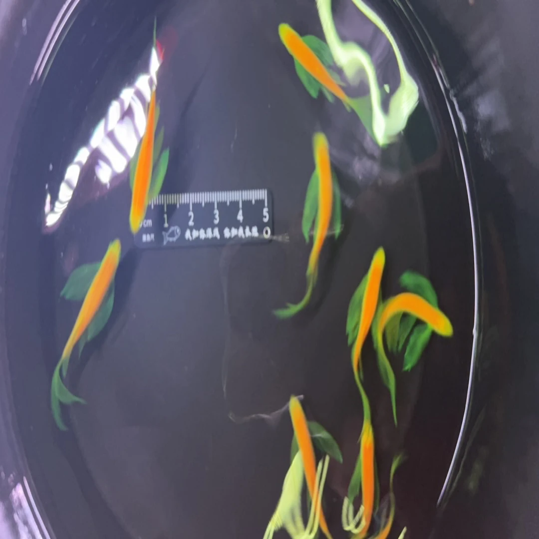 蝶翼斑马鱼长尾长鳍热带淡水观赏鱼好养活适合新手