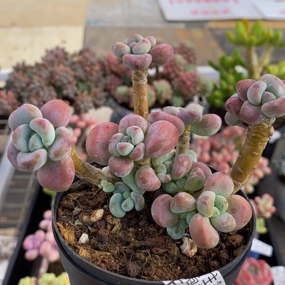 965腰子红洛神10cm多肉