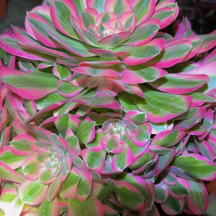 精品粉女郎老桩亏本福利