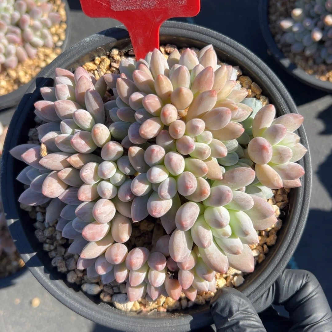 香所111111111111111111