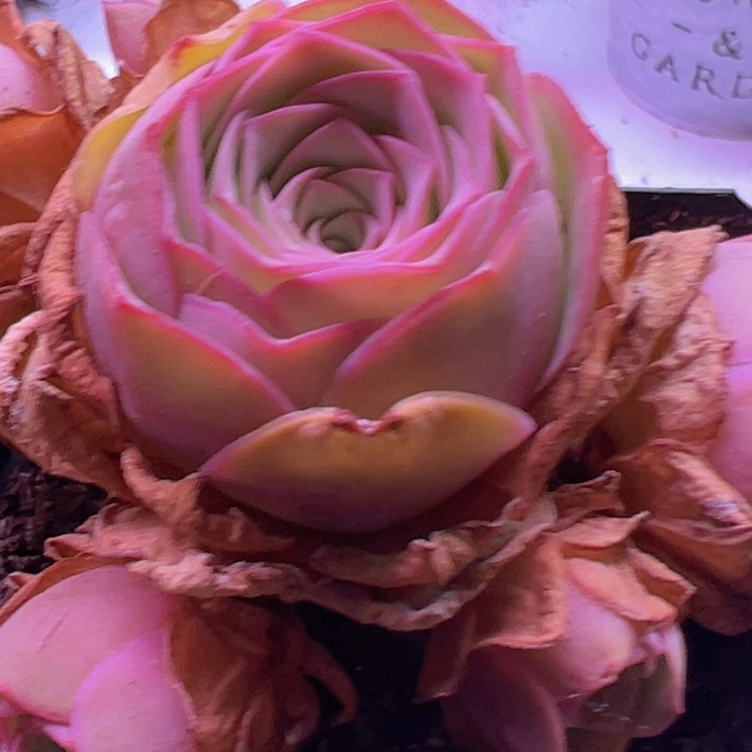 水蜜桃杂交黄金一颗玫瑰福利