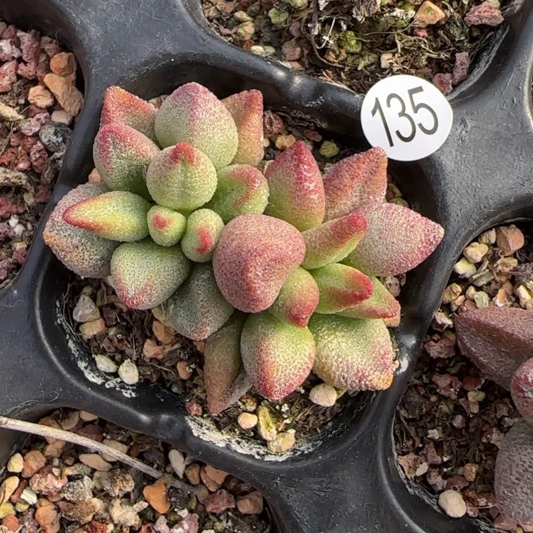 小红嘴水泡多肉植物135