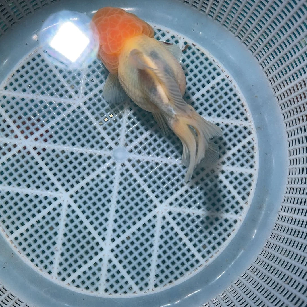 金鱼冷水观赏鱼 泰狮金鱼