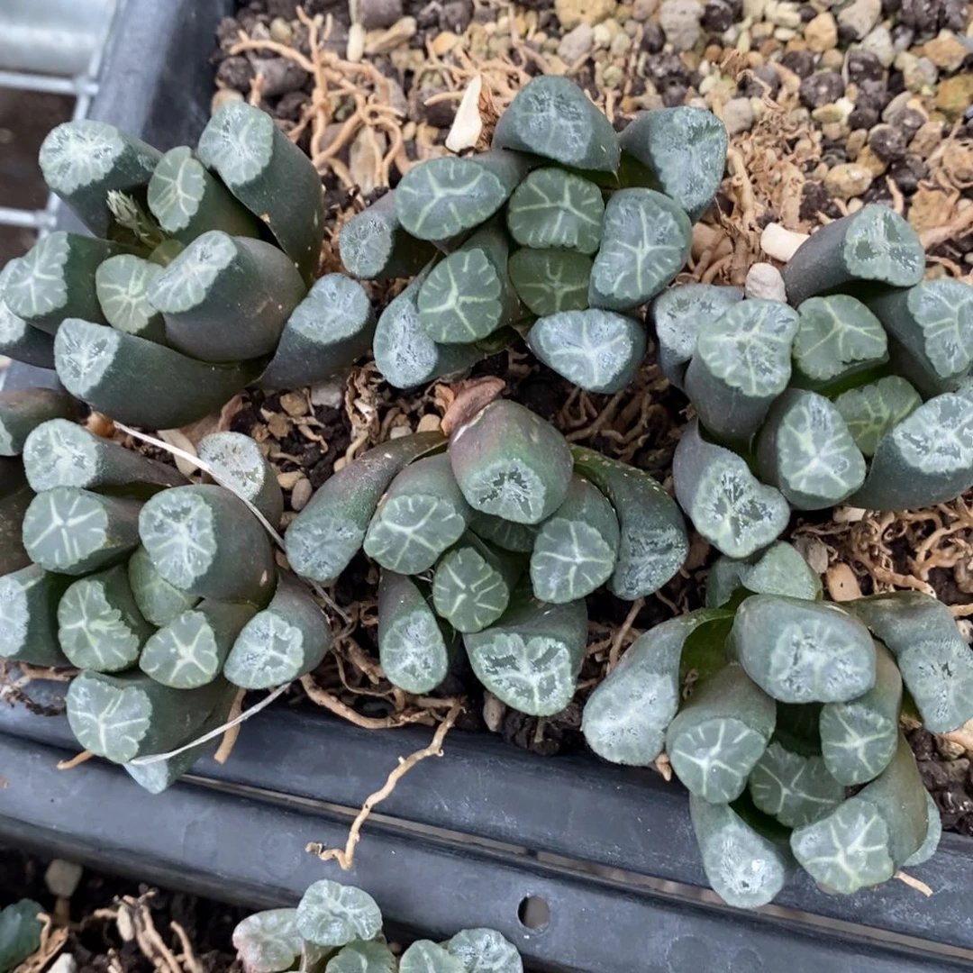 2848 一颗大雪葵万象 中秋福利