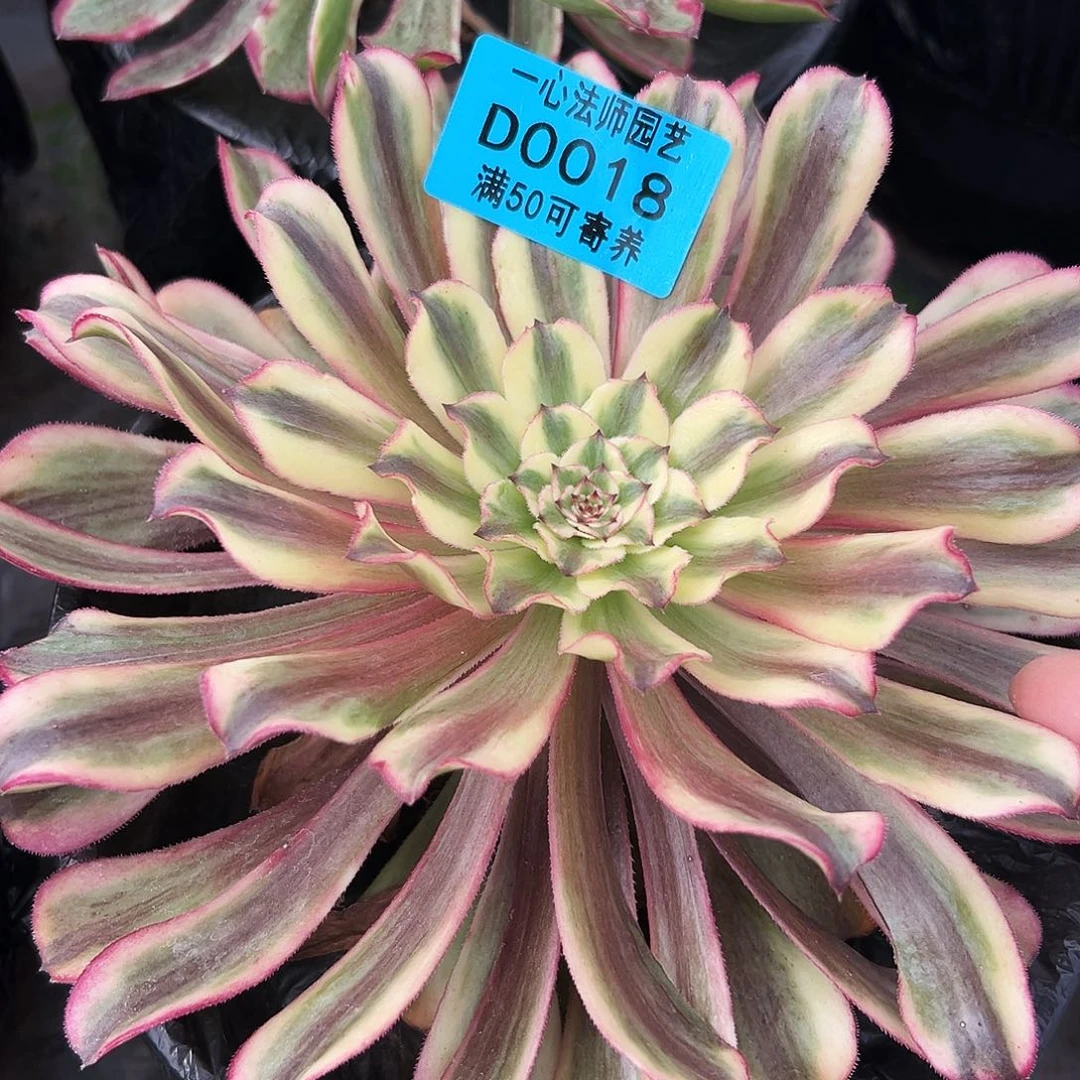 0018多肉植物红波澜