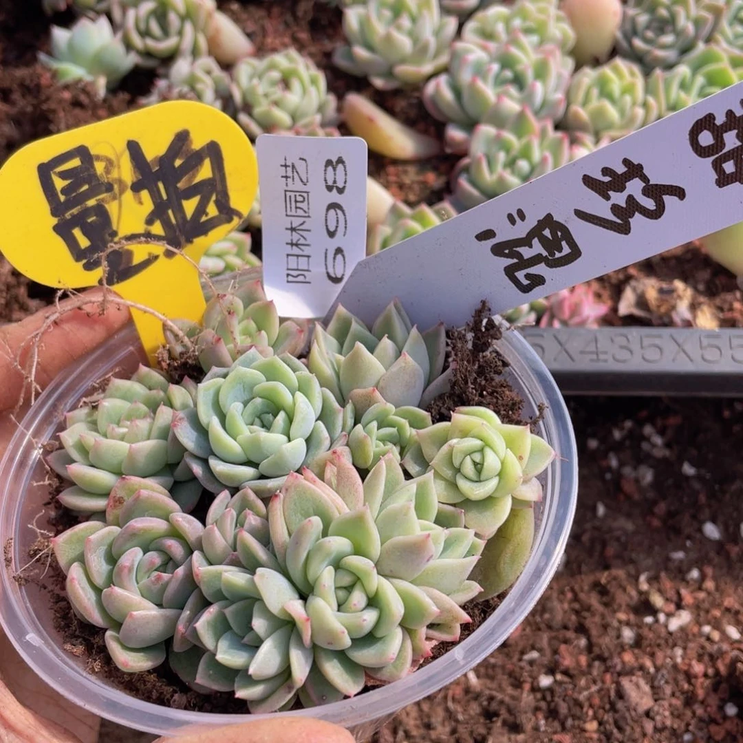 量拍多肉植物多肉植物698