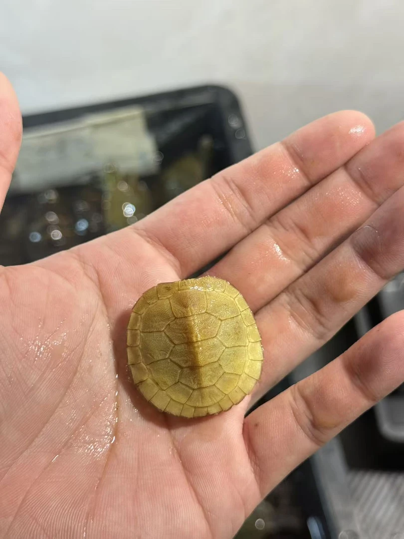 白巴练手龟随机发1只万仔专属福利