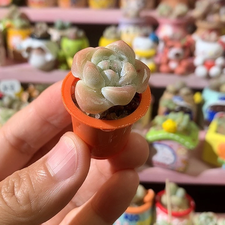 奶油冰玉带盆发货 满58包邮