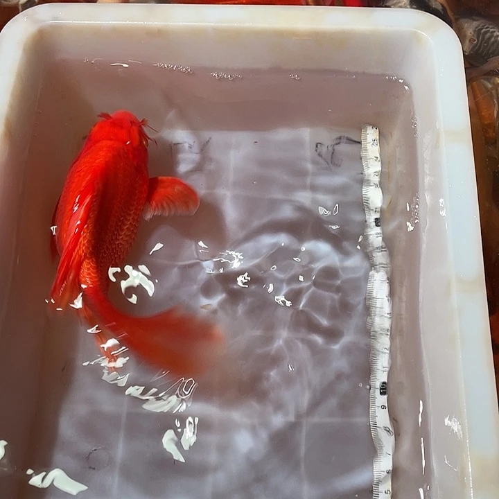 蝴蝶鲤鱼渔场直发07