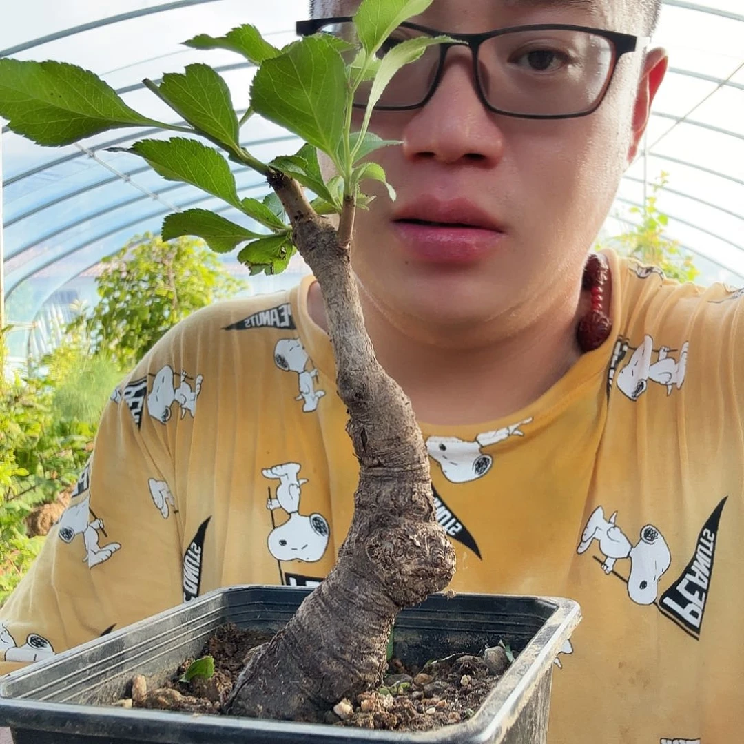 薛***辉当前无花朵，栽培后可花朵