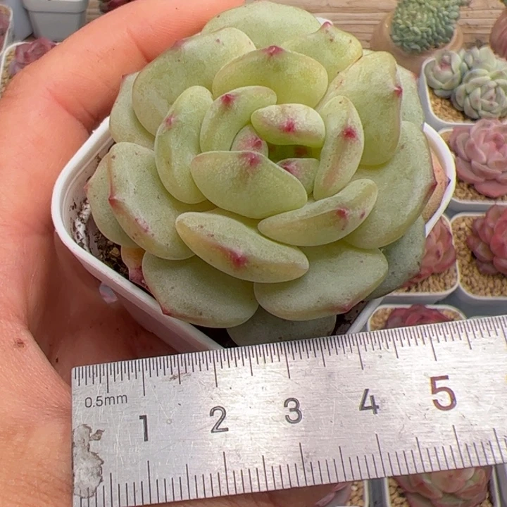 果***?038 多肉植物组合