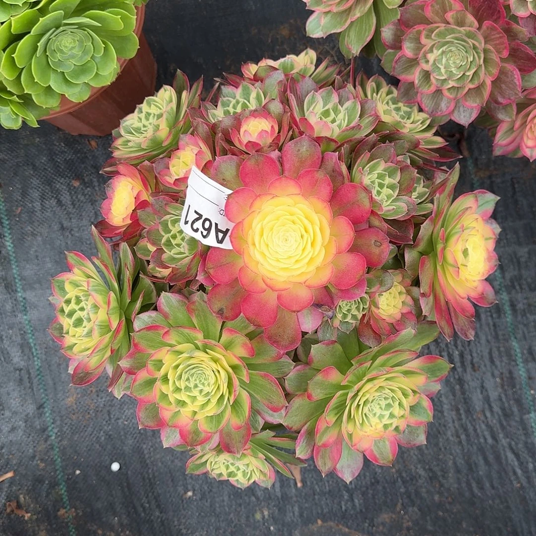 海海王多肉植物621