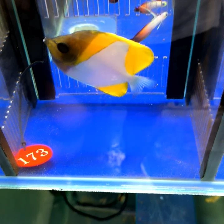 钻石蝶2-14-173海水