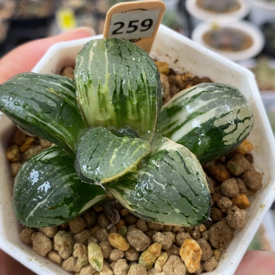 259史扑锦一物一拍