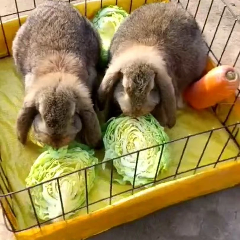 公羊兔  养殖食槽  笼子
