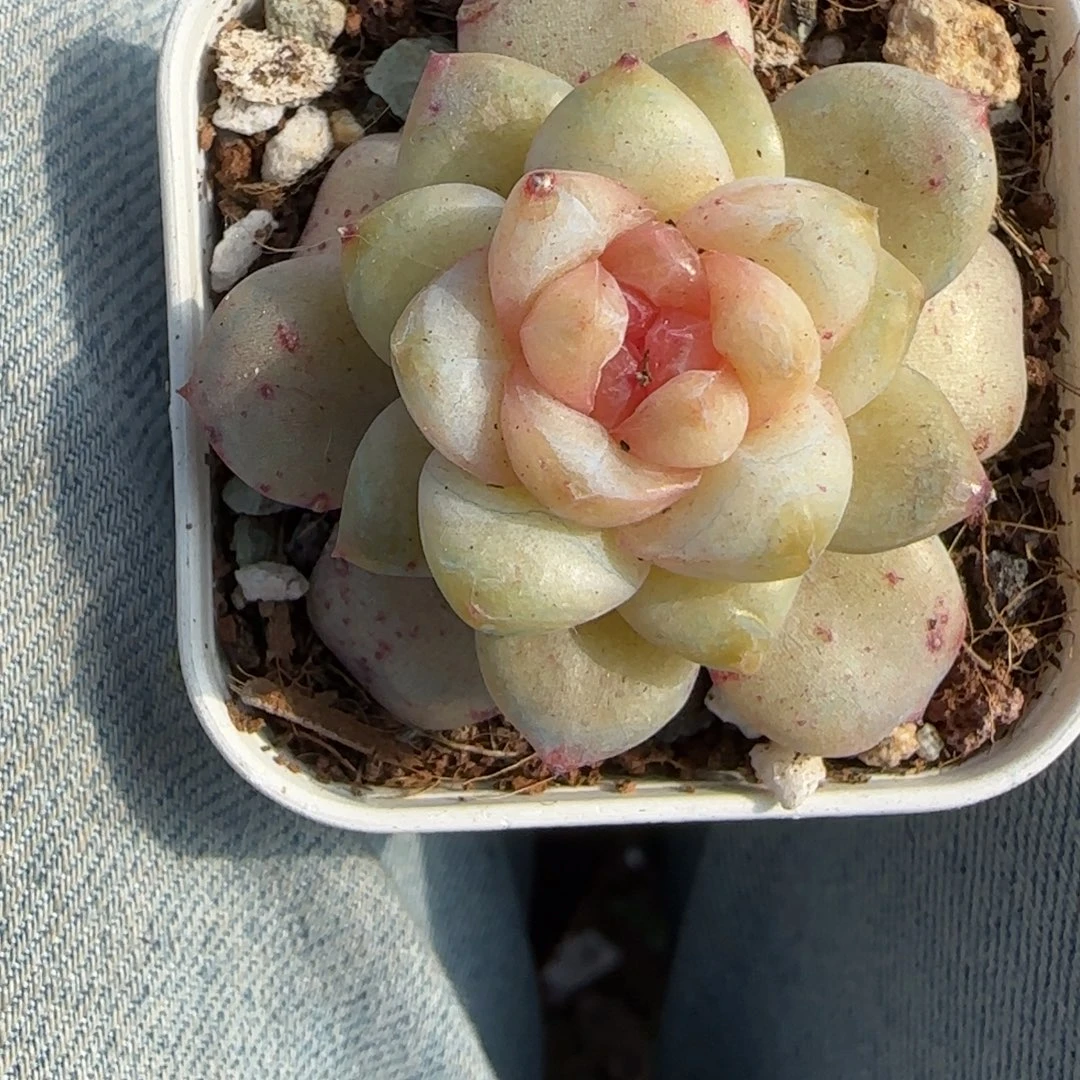 小卡拉米糖心一物一拍