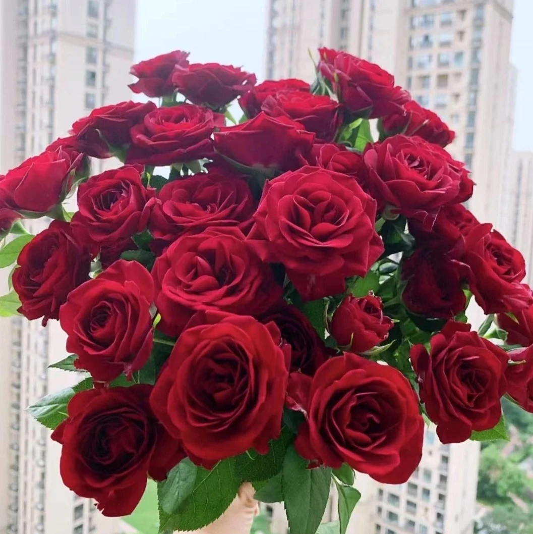 红色玫瑰月季加仑盆栽地栽耐热耐寒花苗带花苞花卉（陶瓷盆不可用）