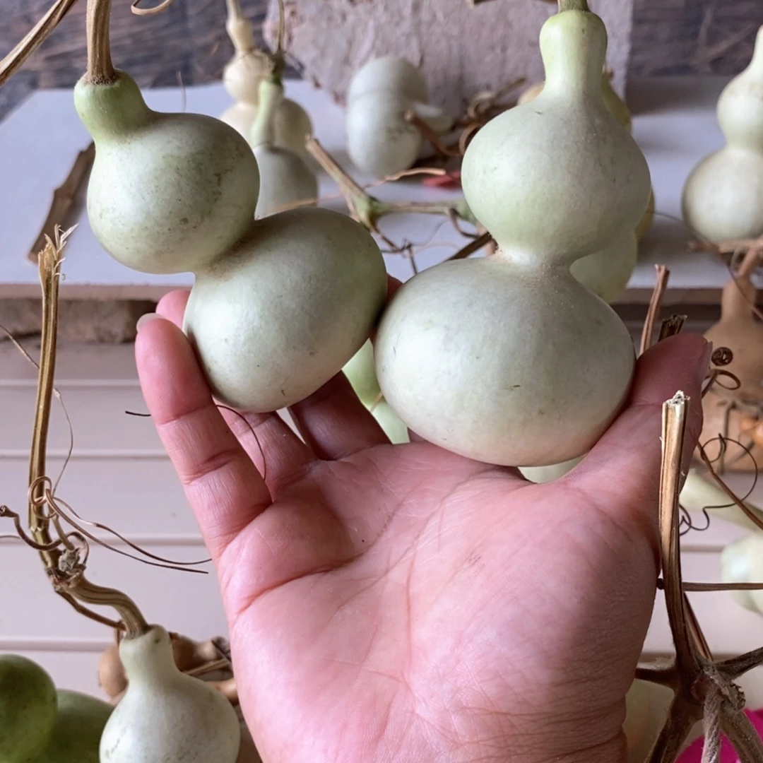 龙葫芦葫芦葫芦葫芦