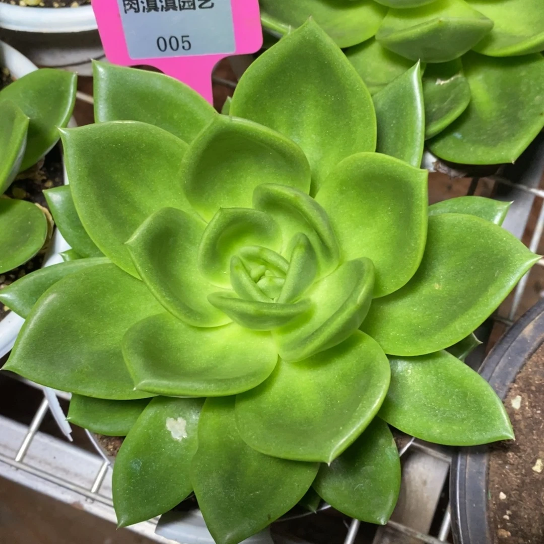 x005-多肉植物 翠花