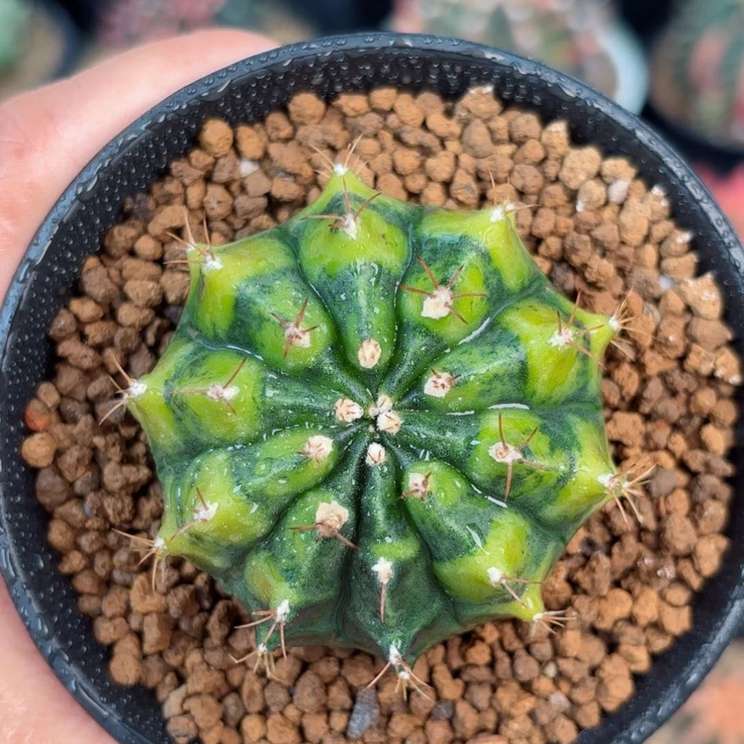 泰系米哈乌贼后代实生50号