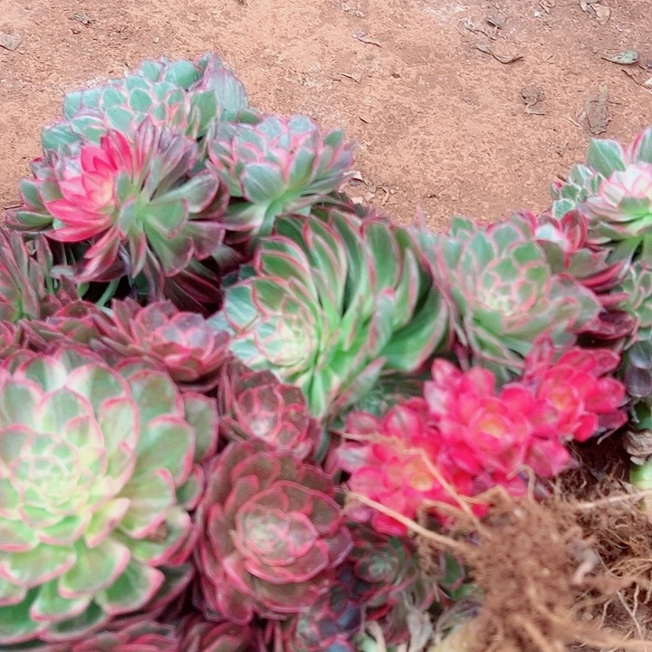 万花筒手捧多肉植物大战