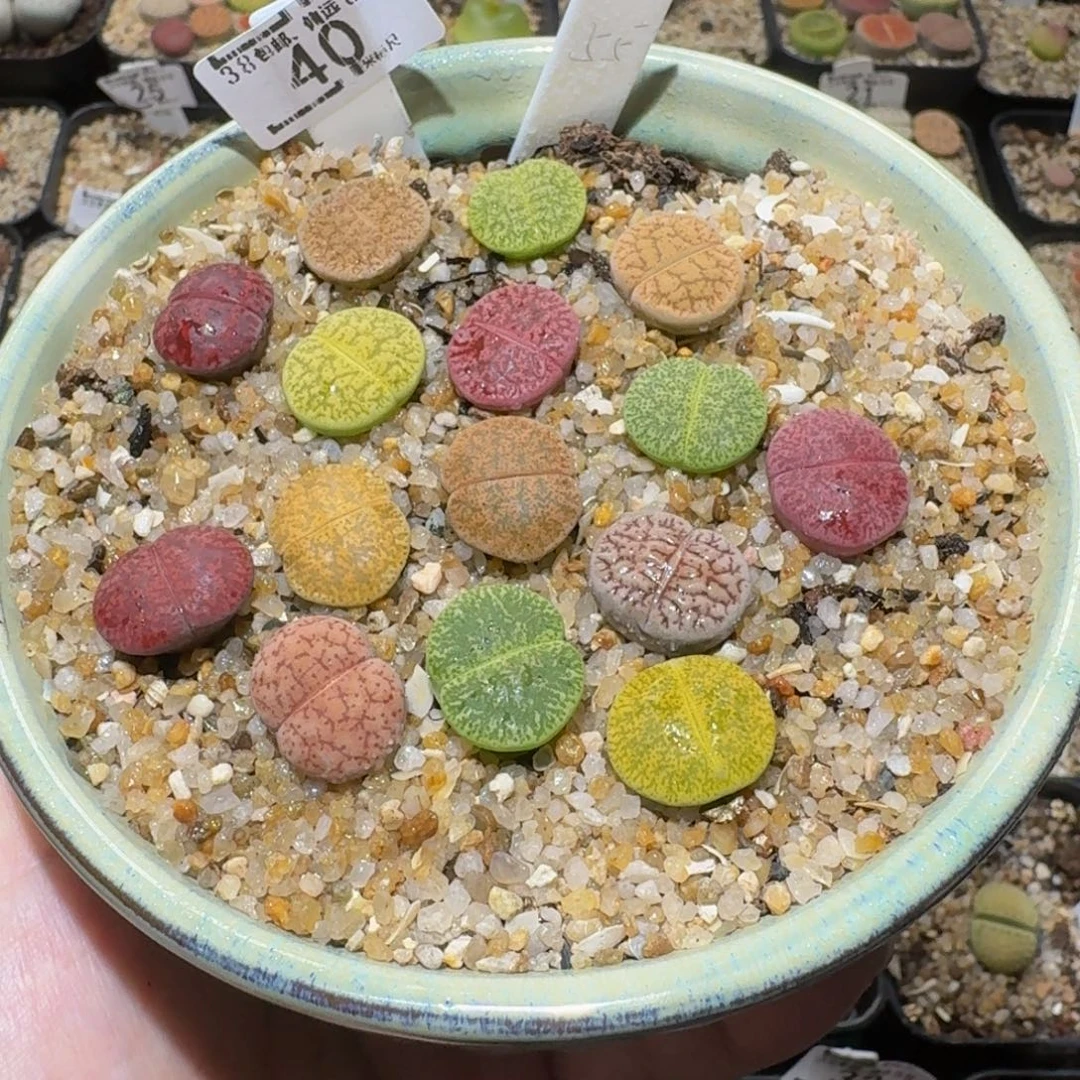Sssss精品生石花40一箭