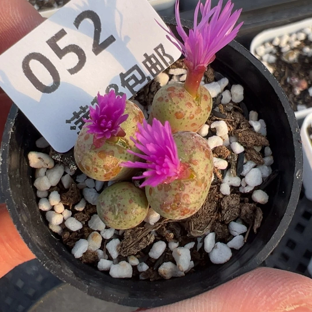 【闪购商品】052……