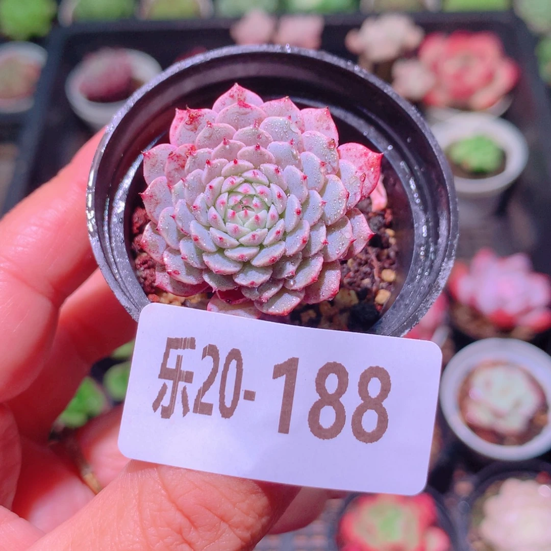 乐然20-188 纸风车