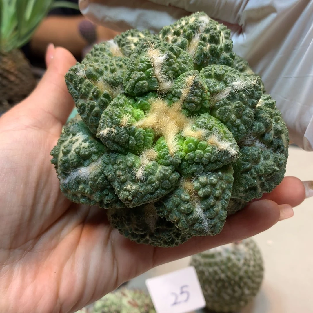 27号  自根  龟甲岩牡丹